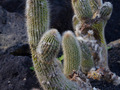 Cleistocactus Hyalacanthus Cristats IMG_2765 Kleistokaktus